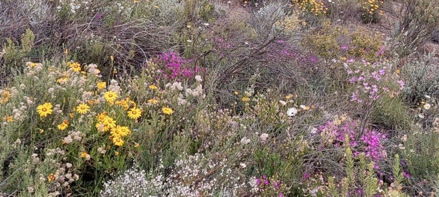 Commercial Property for Sale in Ladismith Rural Western Cape